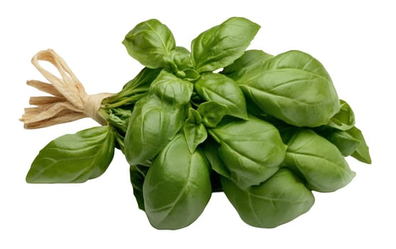A bundle of basil leaves tied with twine on a white background, perfect for culinary visuals emphasizing freshness and copy space. Isolated on white background.