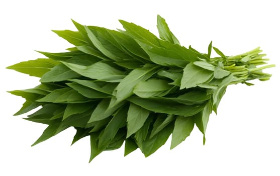 A bunch of fresh lemon basil leaves, ideal for enhancing dishes with their citrusy aroma and flavor. Isolated on white background.