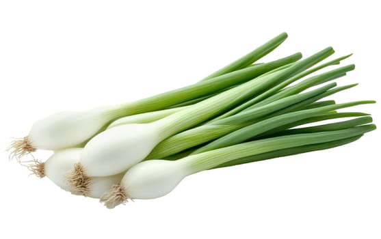 Bunch of vibrant green onions with long stalks and white bulbs isolated on a white background. Isolated on white background.
