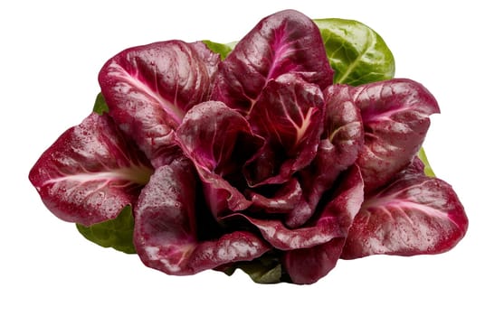 A cluster of red radicchio leaves with a glossy finish, adding a burst of color to any salad. Isolated on white background.