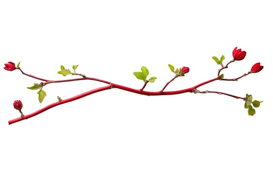 Vibrant red branch with budding leaves and flowers, showcasing nature's beauty and growth. Isolated on white background.