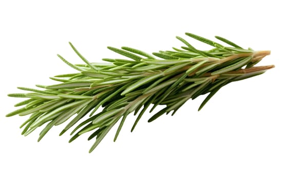 A fresh bundle of rosemary sprigs, ideal for infusing dishes with its strong, aromatic flavor. Isolated on white background.