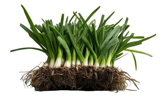 Freshly harvested garlic chives with roots, ideal for enhancing flavor in culinary dishes. Isolated on white background.