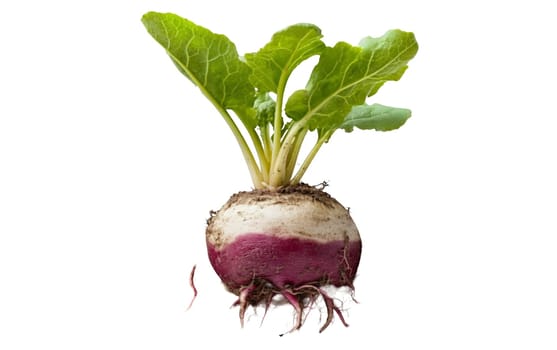 A fresh turnip with green leaves, illustrating its vibrant and nutritious qualities. Isolated on white background.