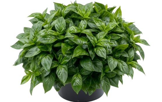 Lush basil plant in a pot, ideal for fresh herbs in cooking and adding a fragrant touch. Isolated on white background.