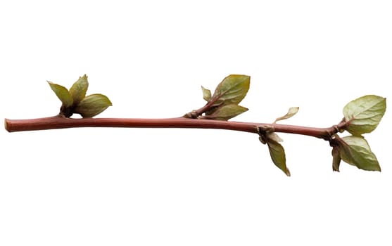 Simple brown twig adorned with green leaves, bringing a touch of nature indoors. Isolated on white background.