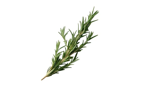 A single rosemary sprig showcasing its needle like leaves, a staple in culinary dishes for its aromatic flavor. Isolated on white background.