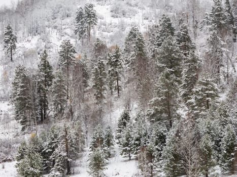 Winter landscape of Fir Tree Forest in Mountains. Christmas Landscape Background. Change of seasons from autumn to winter in Europe Mountains. Rich Forest with various green trees