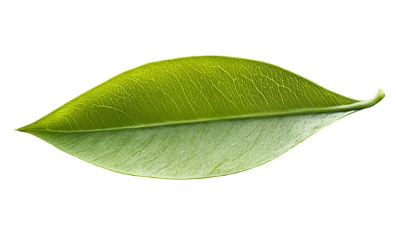 Closeup of a vibrant green leaf, highlighting its intricate vein patterns and natural texture. Isolated on white background.
