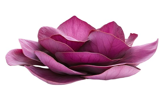 Beautiful pink lotus flower with layered petals, symbolizing purity and tranquility in nature. Isolated on white background.