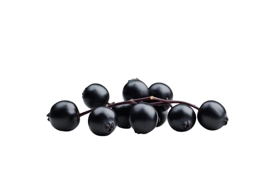 white berries clustered on a stem, offering a visually appealing contrast against the dark background. Isolated on white background.