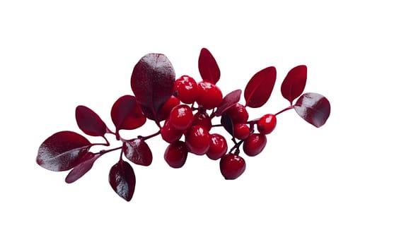 A striking arrangement of red berries with dark leaves, set against a white background for a dramatic effect. Isolated on white background.