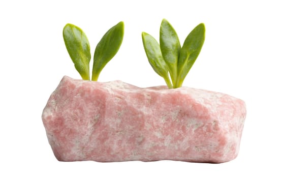 A unique sprouting rock with green shoots, symbolizing resilience and life in unexpected places. Isolated on white background.