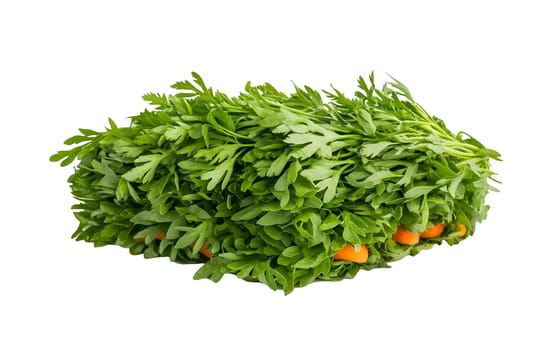 Close up of carrot greens covering orange roots, emphasizing freshness and vibrant foliage on a white background. Isolated on white background.