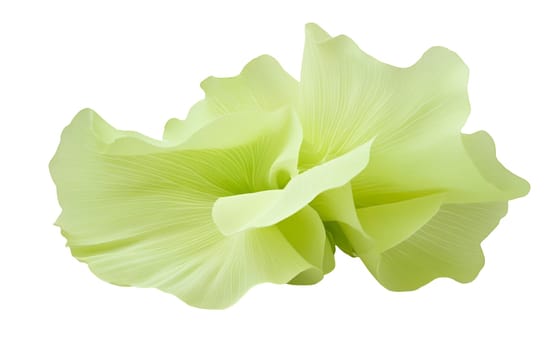 Delicate pale green floral petals arranged beautifully, showcasing their soft textures. Isolated on white background.