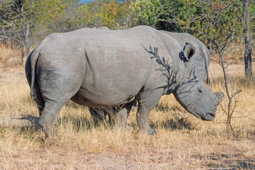 Large Male White Rhino Grazing in Matobo National Park in Zimbabwe