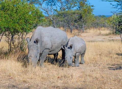Mother and Baby Rhino Grazing in the Veldt in Matobo National Park in Zimbabwe