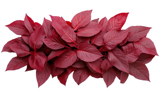 A cluster of red amaranth leaves, showcasing their vibrant color and freshness. Isolated on white background.
