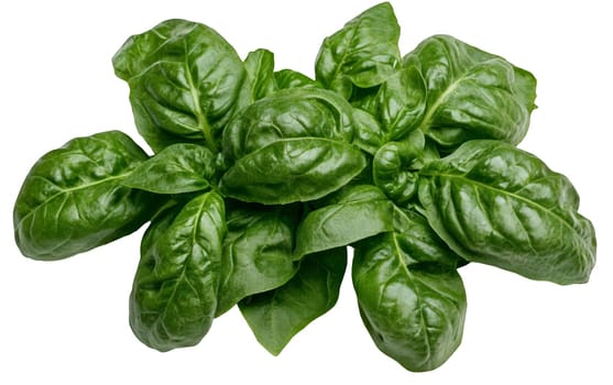 Cluster of fresh spinach leaves with vibrant green color and glossy texture. Isolated on white background.
