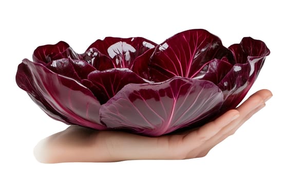 A hand holding a bowl shaped arrangement of red cabbage leaves, showcasing their rich color and texture. Isolated on white background.