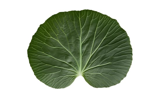 Close up of a single spinach leaf displaying its lush green color and smooth texture. Isolated on white background.