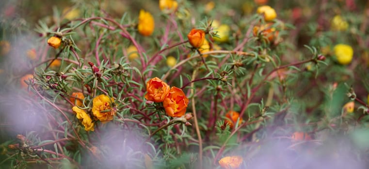 Annual succulent plant with colorful flowers on a summer day in the garden. Portulaca grandiflora
