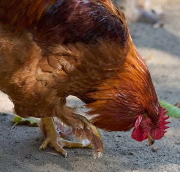 Domestic chicken walking outdoors on a summer day, rooster