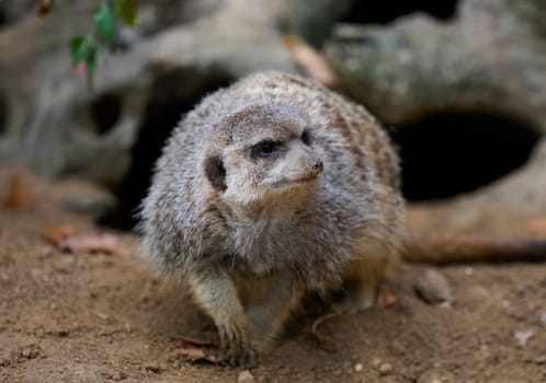 An adult meerkat walks outdoors
