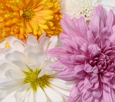 Pink, white and yellow chrysanthemum buds. Top view