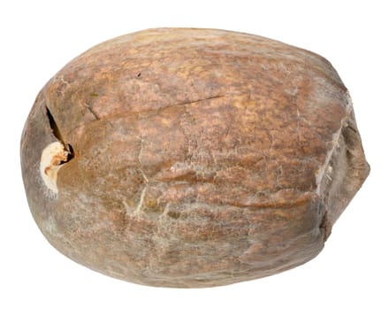 Dry brown avocado pit on isolated background