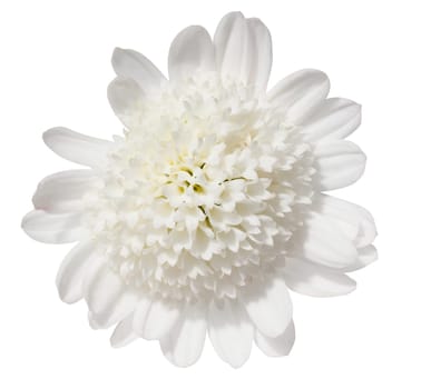White chrysanthemum bud on isolated background, top view