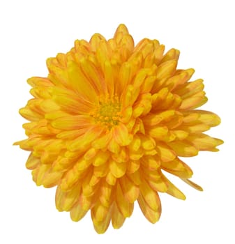 Yellow chrysanthemum bud on isolated background, top view