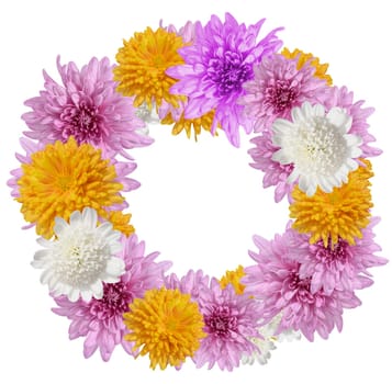 Wreath of pink, white and yellow chrysanthemum buds on isolated background