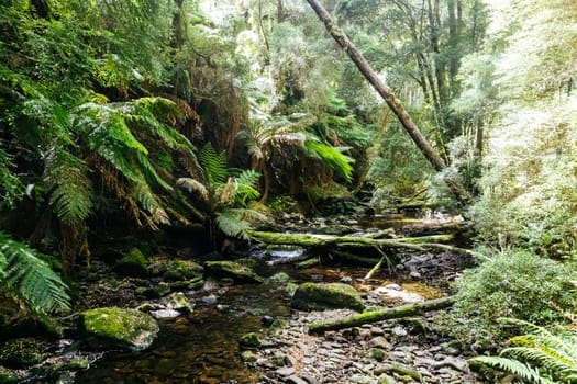 The majestic Nelson Falls and surrounding landscape in Franklin-Gordon Wild Rivers National Park on a hot summer's day in Tasmania, Australia