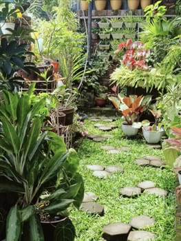 Explore a vibrant backyard garden featuring a stone pathway surrounded by lush greenery and various potted plants, creating a serene and tranquil outdoor oasis. Ideal for gardening enthusiasts and nature lovers.