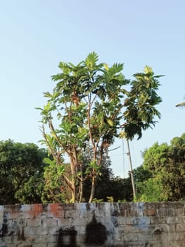 A tall leafy tree stands behind a graffiti-covered brick wall, surrounded by lush greenery under a clear blue sky, conveying an urban and natural contrast.