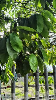 Lush green leaves create a canopy over a sturdy iron fence beside railroad tracks. The natural foliage contrasts with the industrial setting, evoking themes of nature meeting human infrastructure.