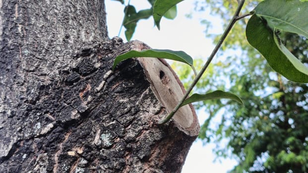 Close-up of a tree trunk with a branch cut, highlighting fresh green leaves and texture. A symbol of nature, growth, and regeneration under a clear sky.