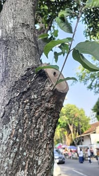 Close-up of a tree trunk with a branch cut, highlighting fresh green leaves and texture. A symbol of nature, growth, and regeneration under a clear sky.
