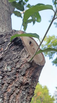 Close-up of a tree trunk with a branch cut, highlighting fresh green leaves and texture. A symbol of nature, growth, and regeneration under a clear sky.