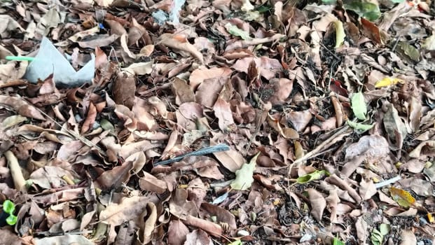 A textured view of fallen autumn leaves covering the ground.