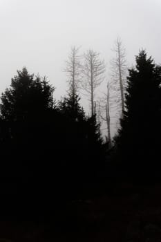 Silhouettes of dead spruces at the foot of the Brocken Mountain near Schierke in the Harz National Park in Germany in the fog