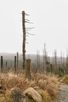 Hiking trail through a forest of dead spruce trees destroyed by the bark beetle at the foot of the Brocken near Schierke in the Harz National Park in Germany