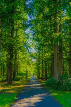 Metasekoya Forest (Mizumoto Park). Shooting Location: Katsushika-ku, Tokyo