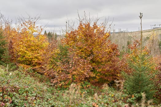 Newly growing forest of beech trees between dead spruce trees at the foot of the Brocken in the Harz National Park in Germany