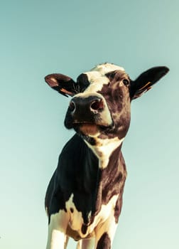 Portrait of a standing Holstein cow looking up, processed in a vintage style