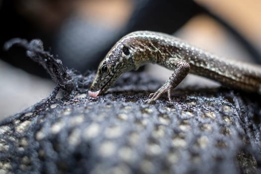 Closeup shot of a common Wall Lizard, scientifically named Podarcis muralis