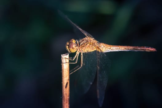 Close-up of insect on leaf