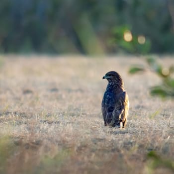 A magnificent hunting Buzzard, Buteo buteo, perching on the ground in a meadow.