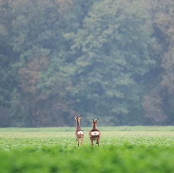 two roe deers running and jumping away over a field